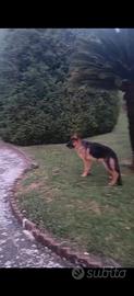 Cucciolo di 6 mesi pastore tedesco pedigree rosa
