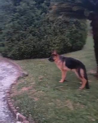 Cucciolo di 6 mesi pastore tedesco pedigree rosa