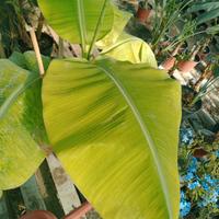 piante sconto su tutto fuori tutto 