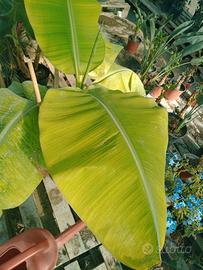 piante sconto su tutto fuori tutto 