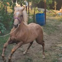 Puledra paint palommina