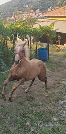 Puledra paint palommina