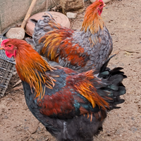Brahma perniciato