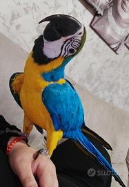 Papagallo ara ararauna