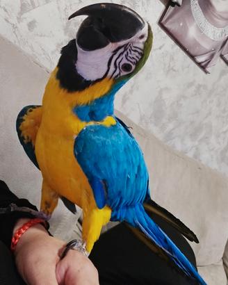 Papagallo ara ararauna