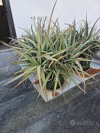 Piante di Aloe