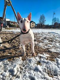 Bull terrier cucciolona