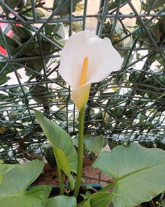 calla in fiore 