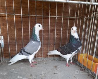 Colombi altovolanti Tippler