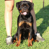 Cuccioli rottweiler alta genealogia
