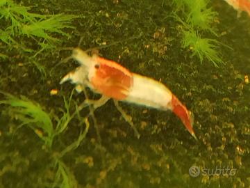 Caridine Red Rili per acquario