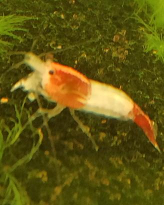 Caridine Red Rili per acquario