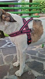 Pettorina cane Camon Dynamic Dog - taglia 80