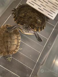 Tartarughe del'acqua