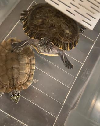 Tartarughe del'acqua