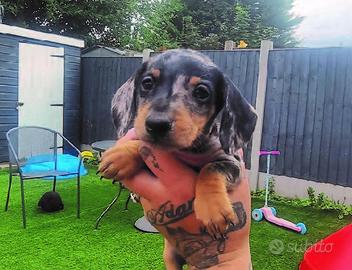 Cuccioli di bassotti arlecchino maschi femmine