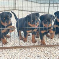 Cuccioli di Rottweiler