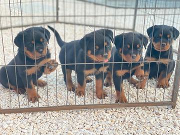 Cuccioli di Rottweiler