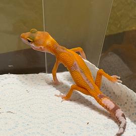 Geco leopardino