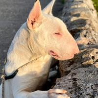 Bull terrier