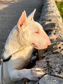 Bull terrier