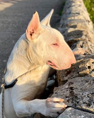 Bull terrier