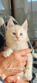 Cuccioli Maine coon