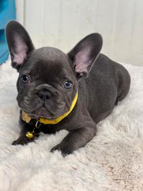 bulldog francese maschio