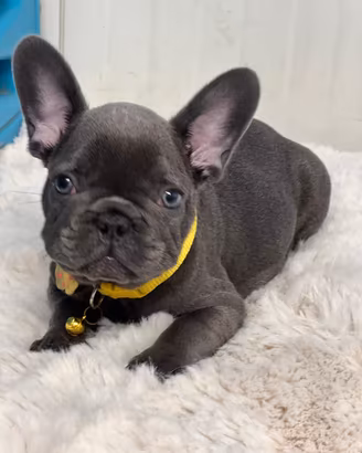 bulldog francese maschio