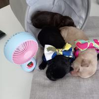 Cuccioli di labrador