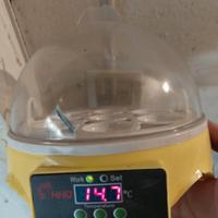 INCUBATRICE UOVA DI RETTILI 