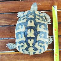 Tartaruga Hermanni Boettgeri