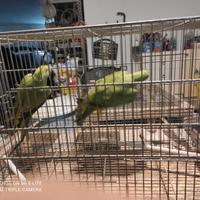 Parrocchetti dal collare