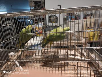 Parrocchetti dal collare