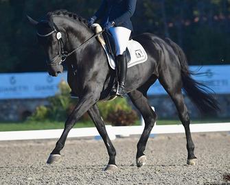 Cavalla da dressage Elichette DBI
