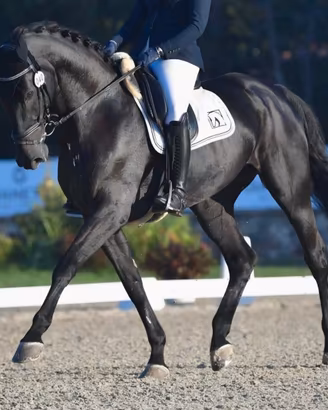Cavalla da dressage Elichette DBI