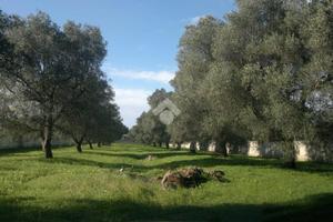 TER. RESIDENZIALE A CAROVIGNO