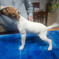 Parson Russel Terrier