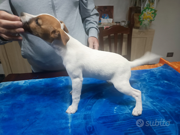 Parson Russel Terrier