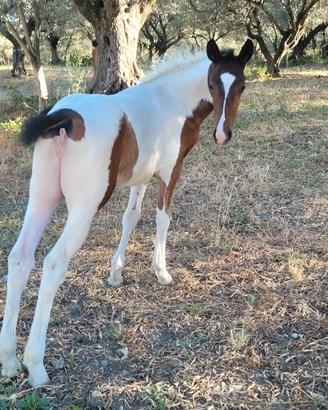 Cavalla appaloosa e puledra
