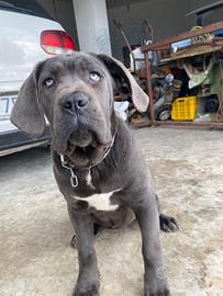 Cane corso femmina