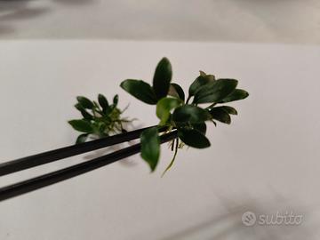 anubias nana , pinto e pangolino 