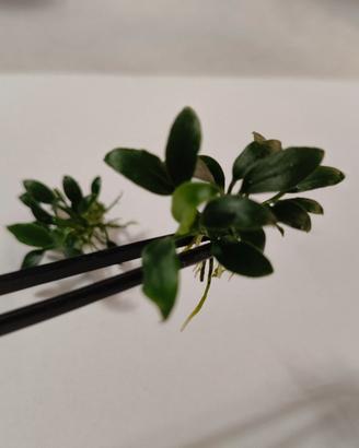 anubias nana , pinto e pangolino 