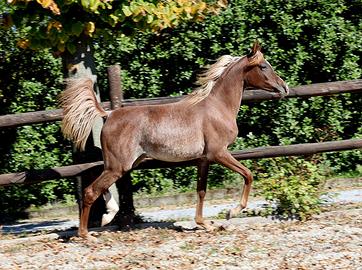 PSA Purosangue Araba 2025