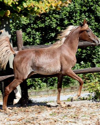 PSA Purosangue Araba 2025