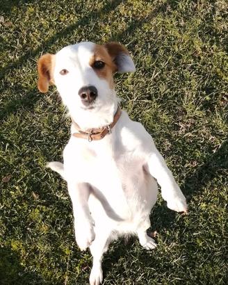Cane Jack russell
