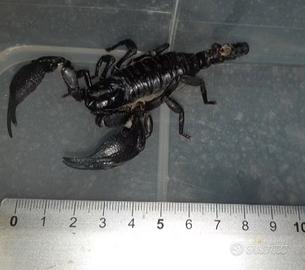 Scorpioni Heterometrus spinifer maschi