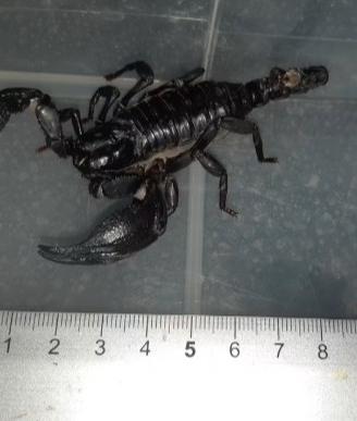 Scorpioni Heterometrus spinifer maschi