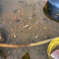 Medaka (Oryzias latipes) pesce del riso