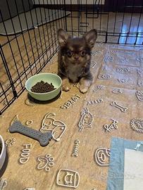 Cuccioli Chihuahua
